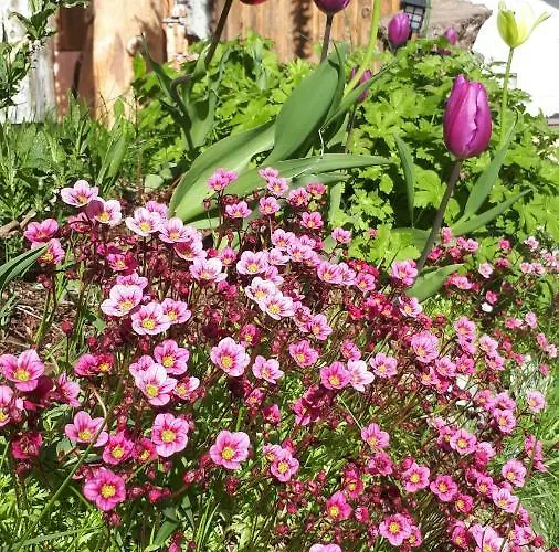 Heissgut Appartement